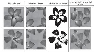 Naïve and Experienced Honeybee Foragers Learn Normally Configured Flowers More Easily Than Non-configured or Highly Contrasted Flowers